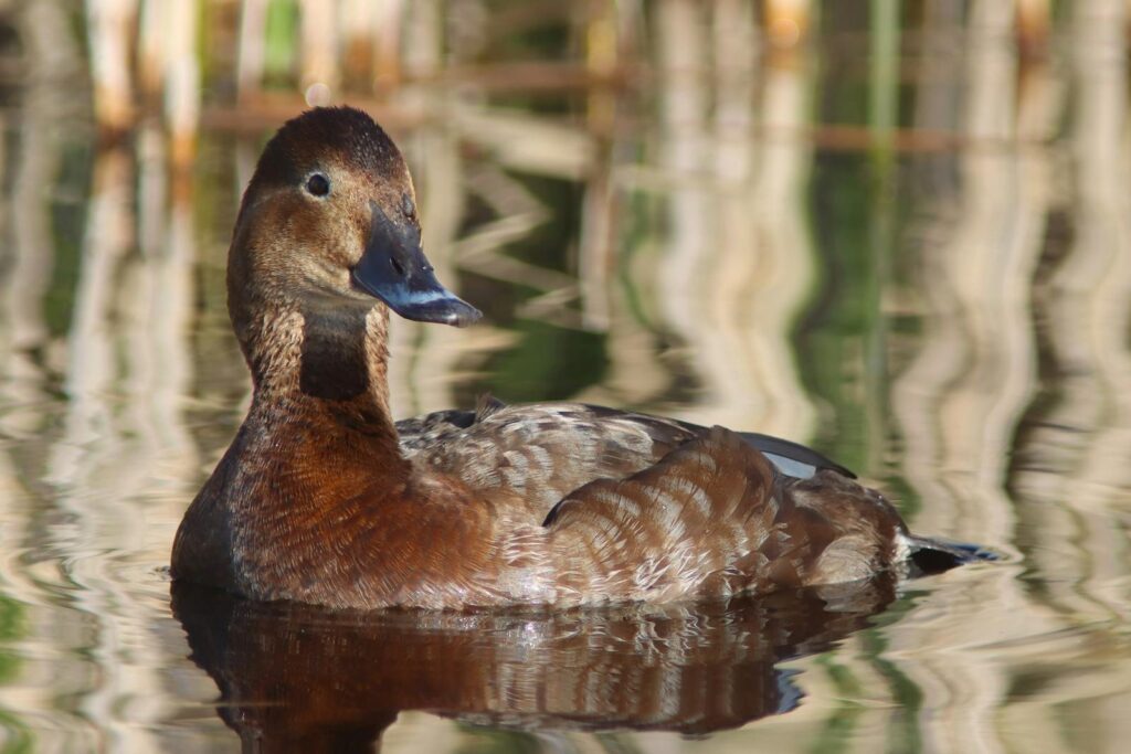 Detailed image of a Madagascar Pochard duck swimming in Copenhagen.