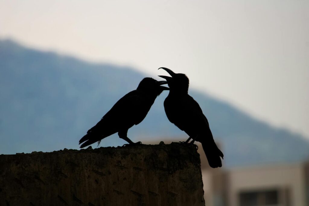 Silhouette of two crows perched on a concrete wall against a mountain backdrop.