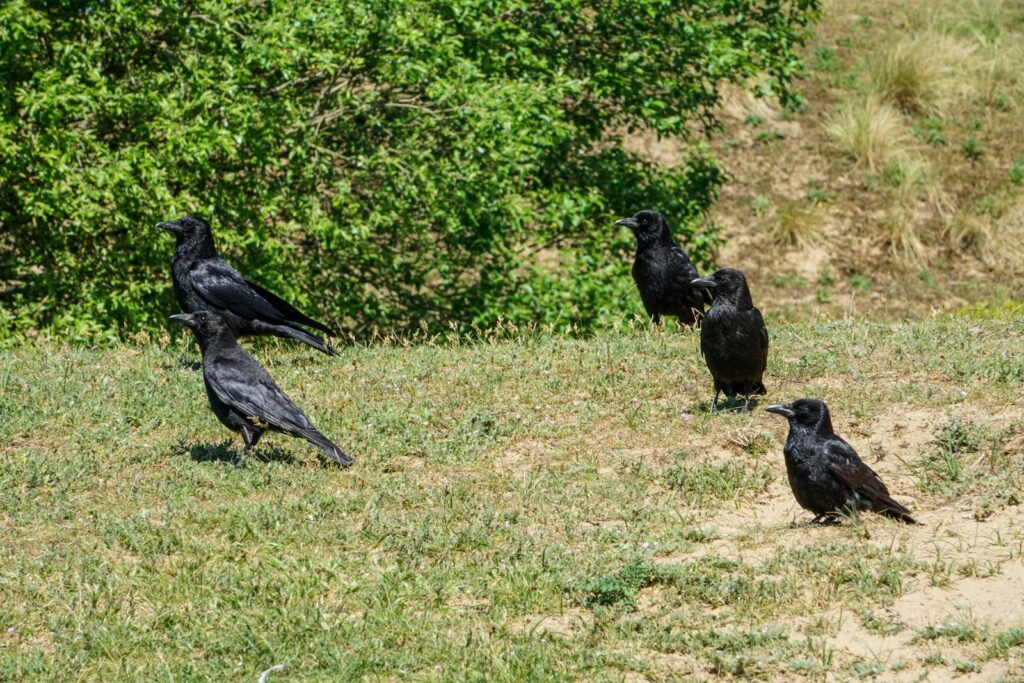 Close-up of black birds, likely crows or ravens, on grass during a sunny day.