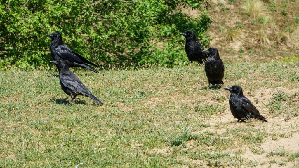 Crows on grass during a sunny day.