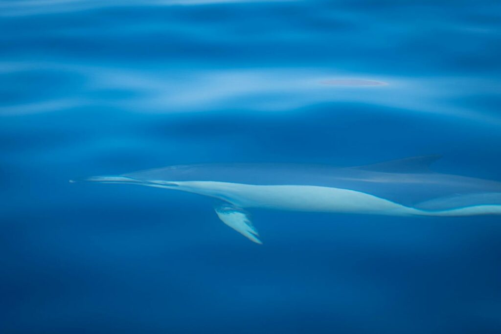 A Vaquita Porpoise swimming elegantly beneath calm, blue waters, showcasing serene underwater beauty.
