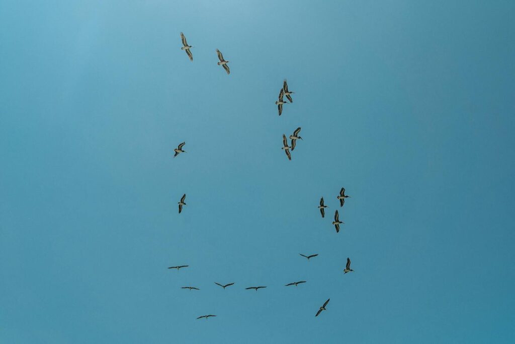 A flock of birds flying gracefully against a clear blue sky, symbolizing freedom and unity.