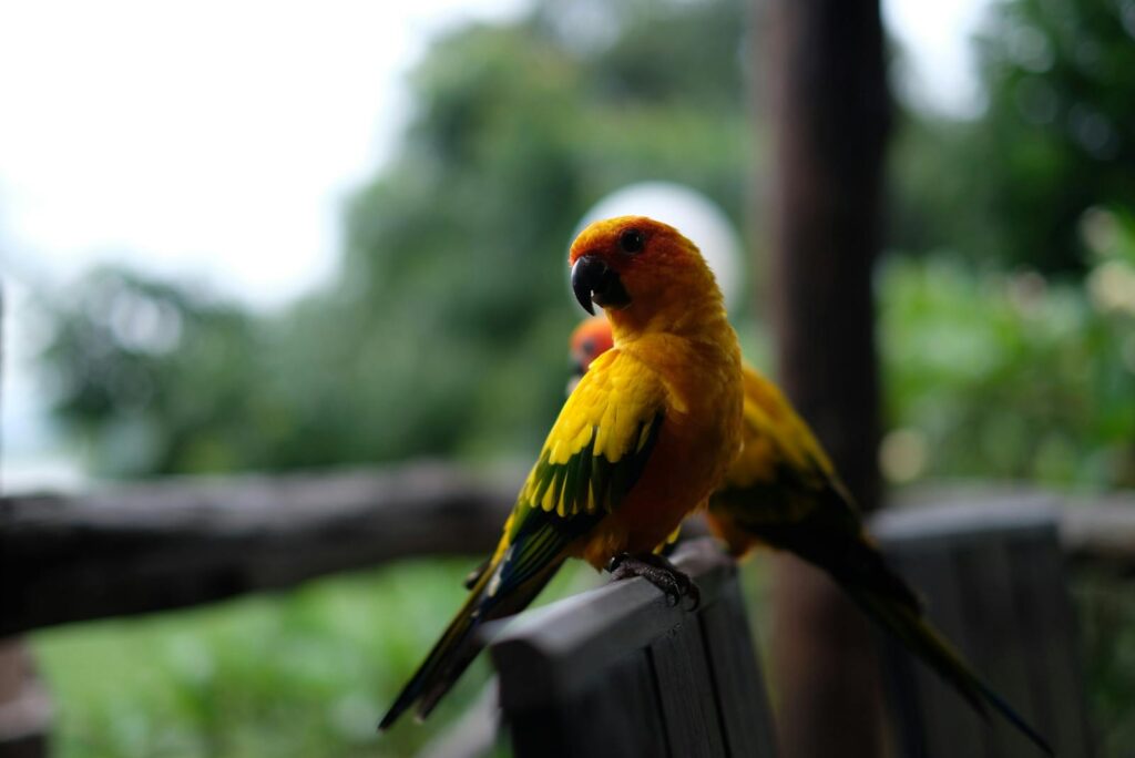 A colorful sun parrot perched on a bench in a lush outdoor setting, showcasing vivid feathers.