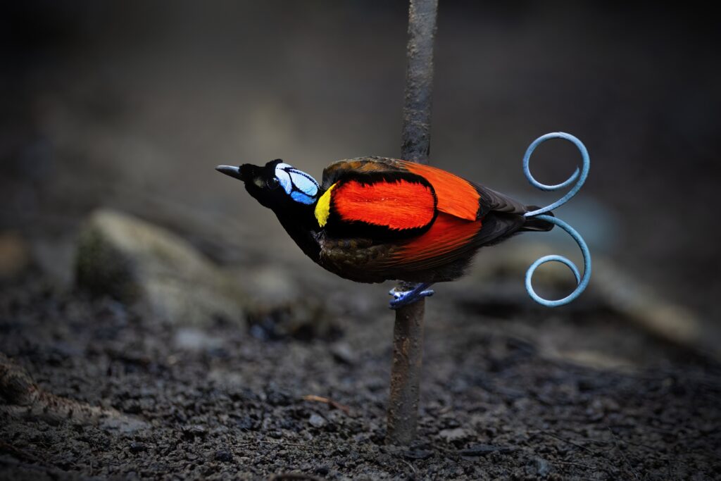 A Wilson's bird-of-paradise with vibrant red, black, blue, and yellow plumage perches on a branch.
