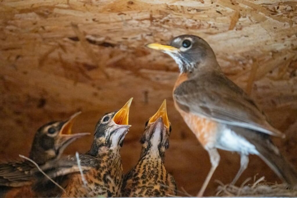 Close-up of a mother robin bird feeding her nestlings in a wooden nest.