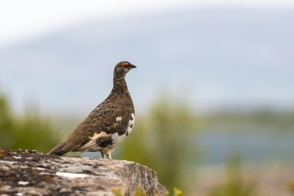 A Rock Ptarmigan perched on a rock with a blurred natural background, showcasing wildlife and nature.