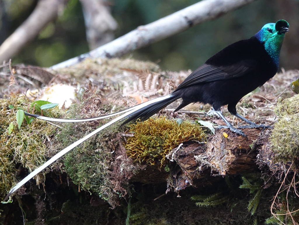 A ribbon-tailed astrapia with striking long white tail feathers stands on a mossy surface.