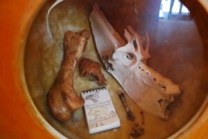 Fossilized bird bones, including a skull and leg, are displayed alongside a notebook with sketches and notes.