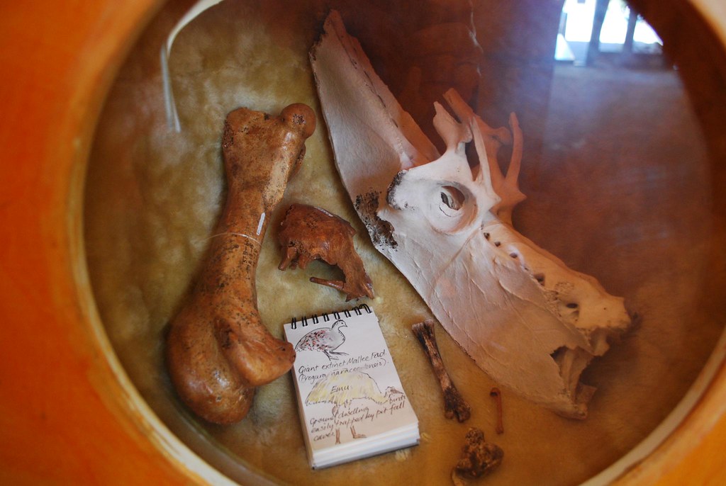 Fossilized bird bones, including a skull and leg, are displayed alongside a notebook with sketches and notes.