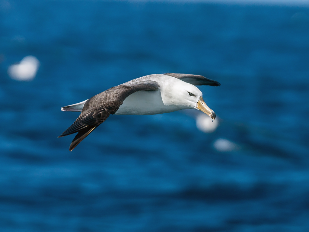 A white-capped albatross flies over the deep blue sea.