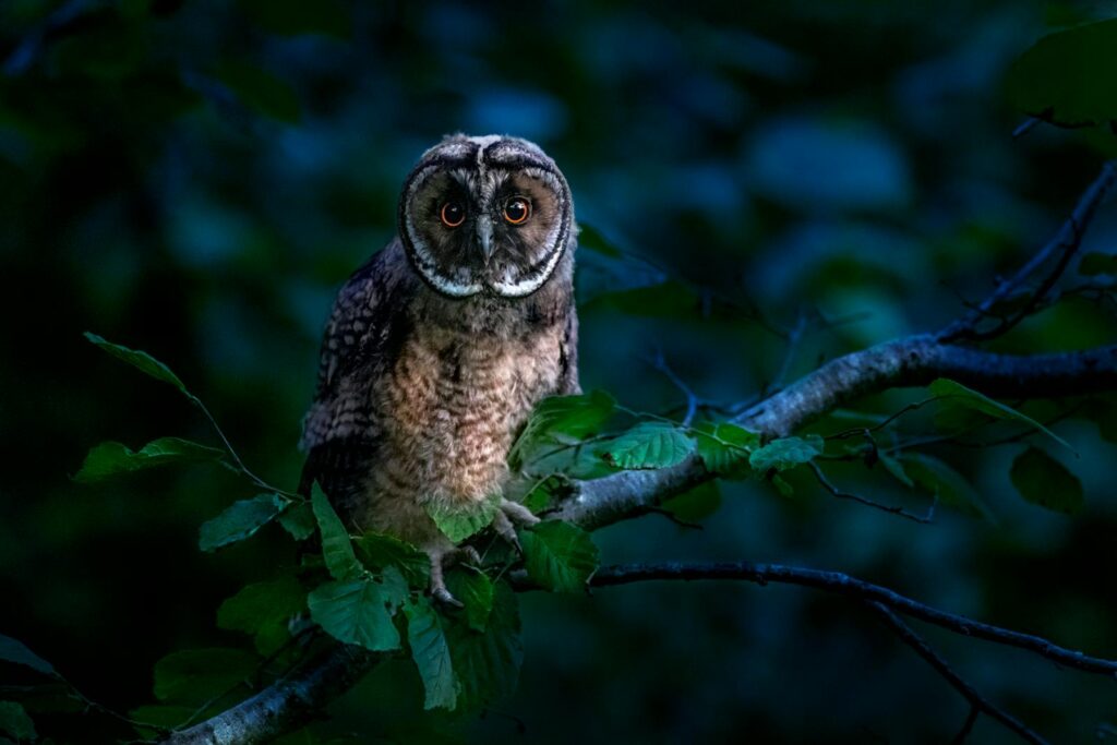 A stunning owl perched on a tree branch at night, surrounded by lush leaves.