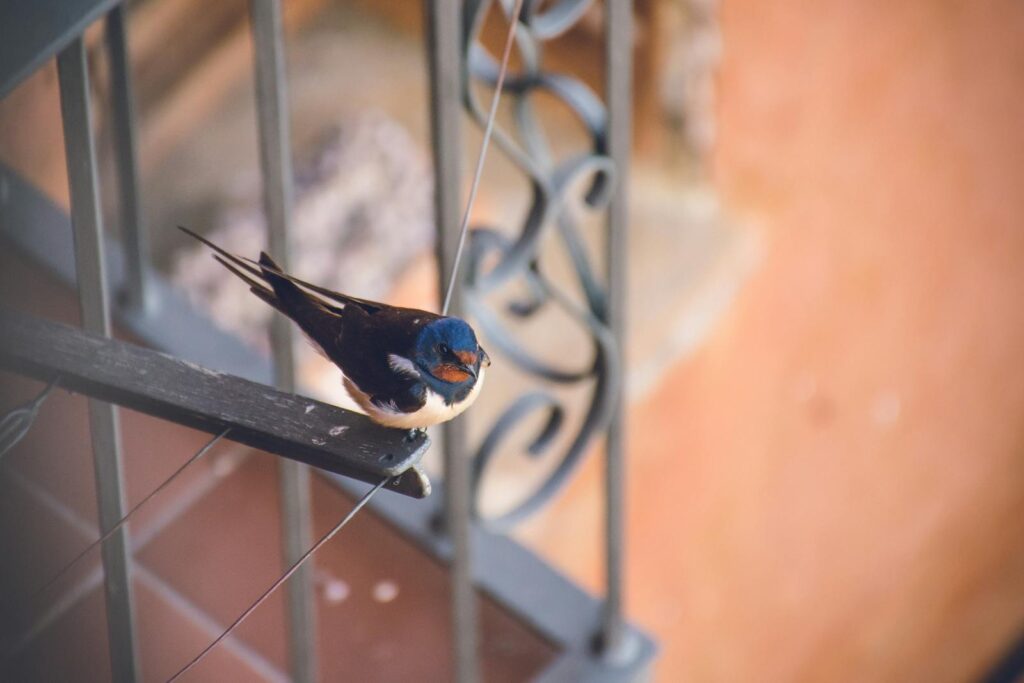 A barn swallow perched on a balcony rail outdoors.