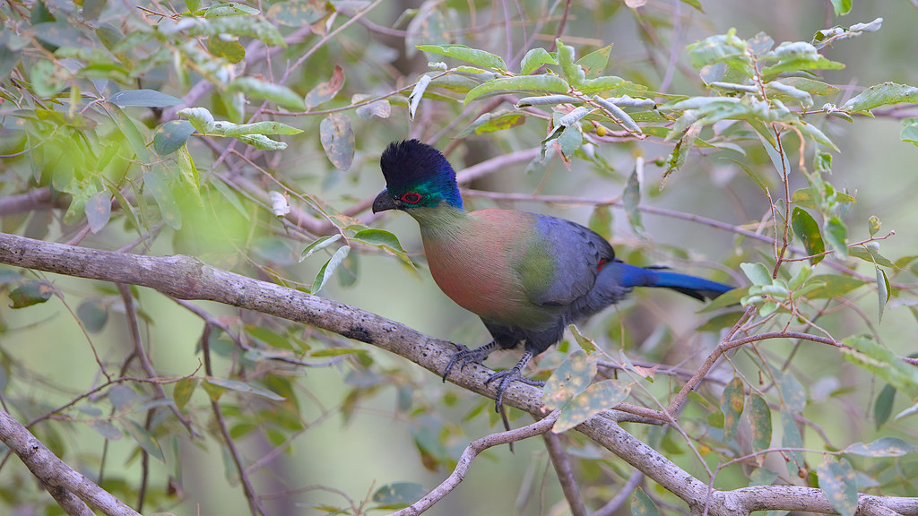 A purple-crested turaco with vibrant blue, green, and red plumage sits on a branch.