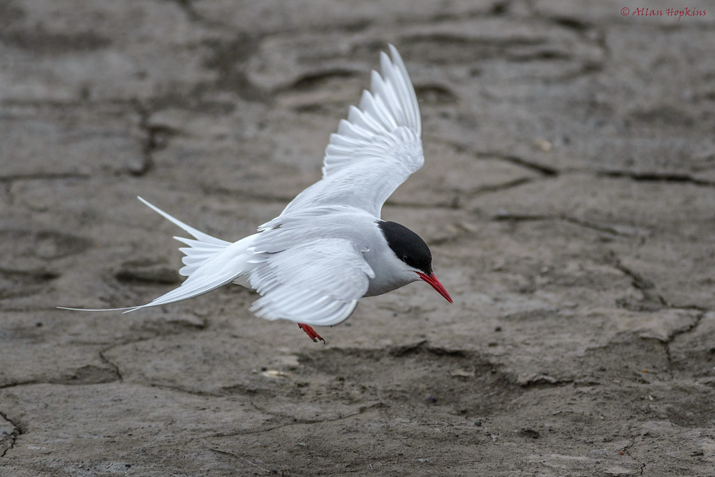 A tern with white feathers, a black cap, and a red beak descends towards a textured ground.