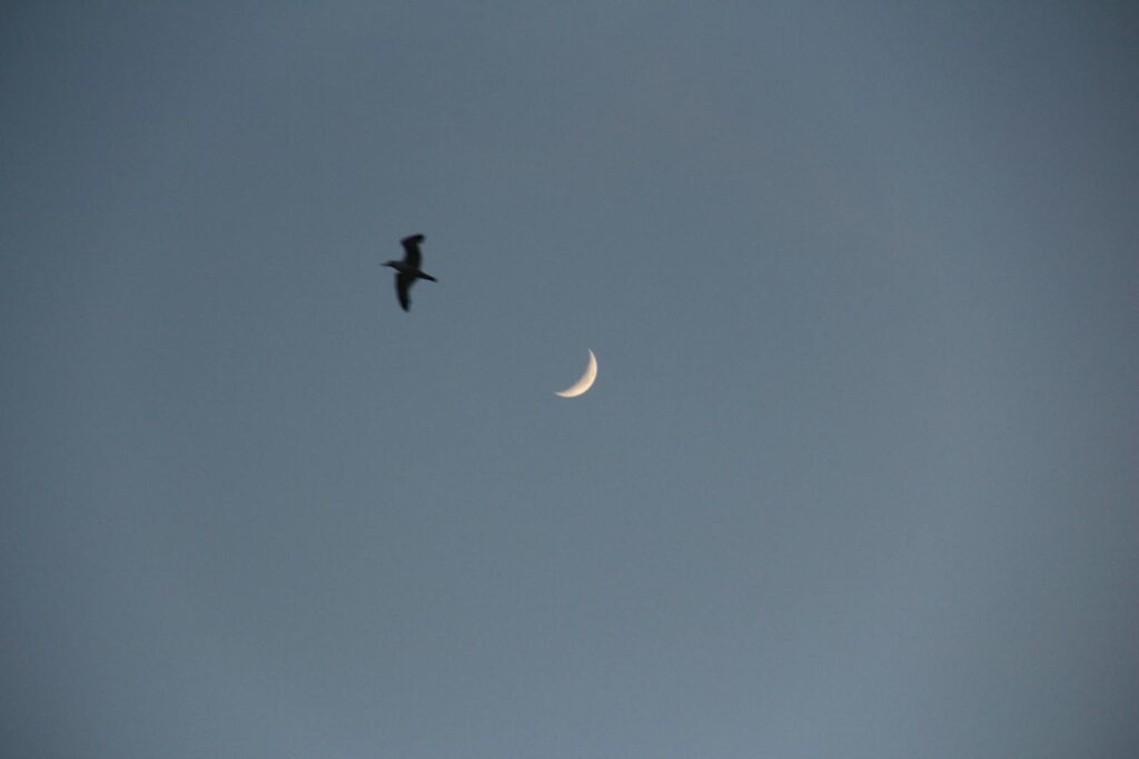 Silhouette of a bird flying near a crescent moon set against a twilight sky.