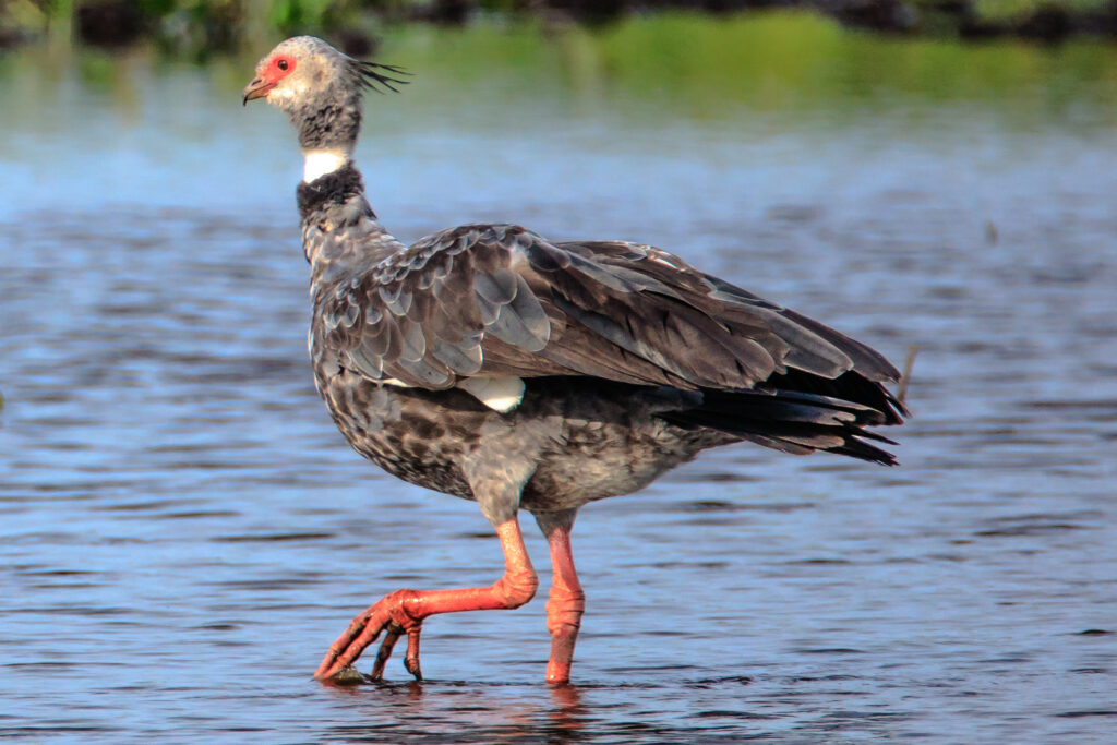 A southern screamer with gray and black feathers and red legs stands in shallow water.