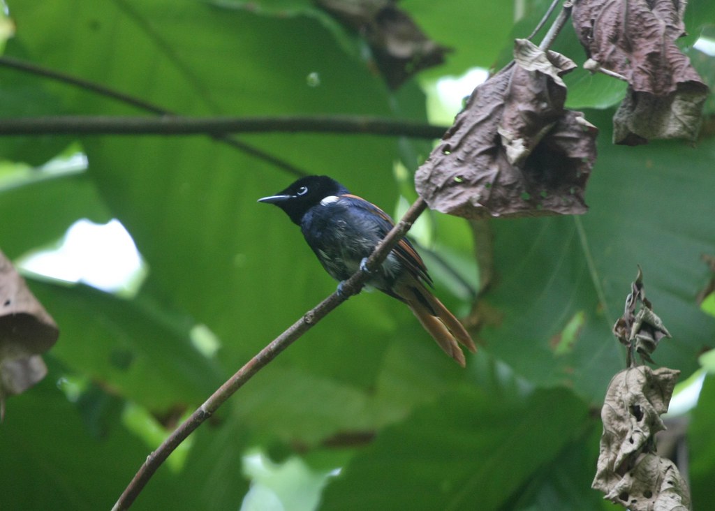 A black paradise flycatcher with a long tail perches on a slender branch amidst green foliage.