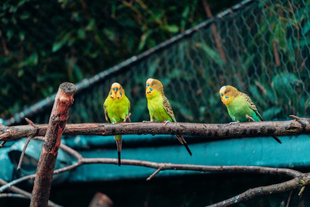 a group of birds sitting on a tree branch