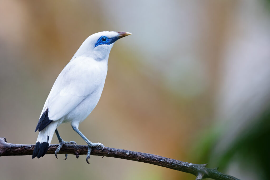 A Bali myna, a critically endangered bird with white plumage, blue eye patches, and a yellow-tipped beak, perches on a branch.
