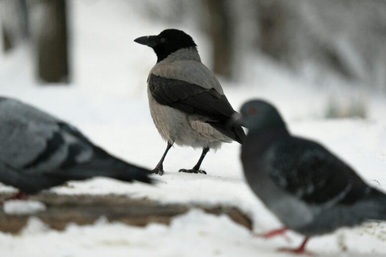Two black and white birds on snow covered ground during daytime.