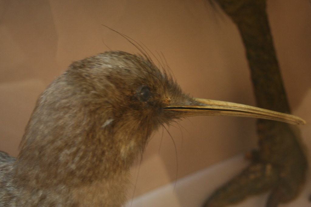 A kiwi bird's head and long beak are shown in a close-up view.