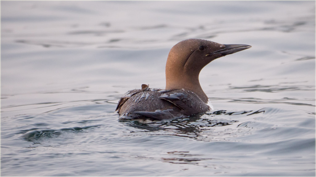 A Common murre with a brown head swims in the slightly choppy, grey water.