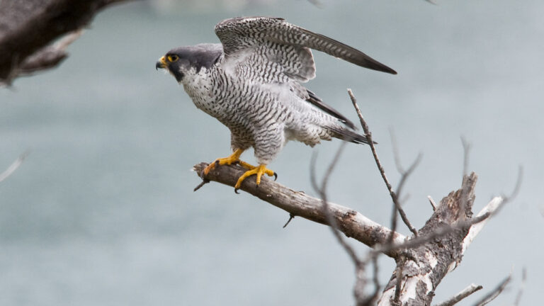 A Peregrine Falcon with grey and white barred plumage perches on a bare branch.