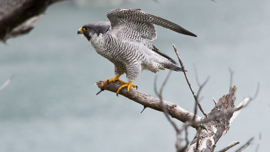 A Peregrine Falcon with grey and white barred plumage perches on a bare branch.