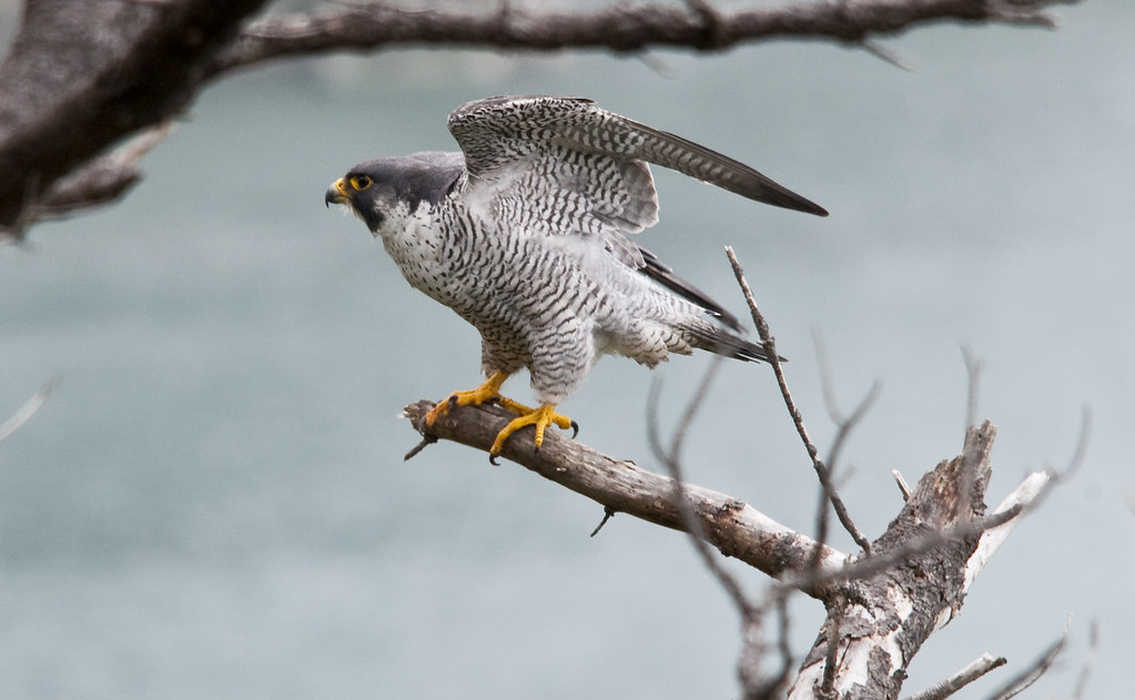 A Peregrine Falcon with grey and white barred plumage perches on a bare branch.