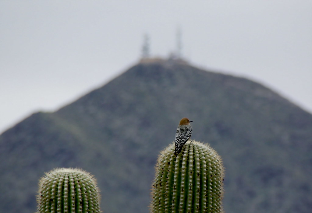 A Gila woodpecker perches atop a spiky saguaro cactus.