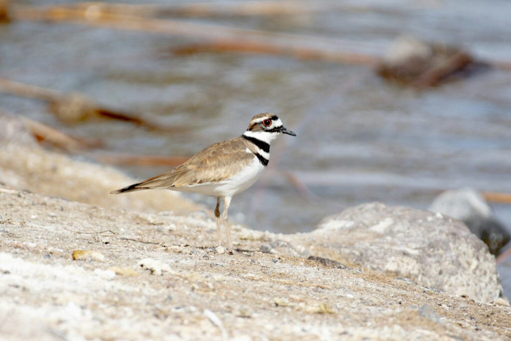 A killdeer stands on a sandy and rocky surface.