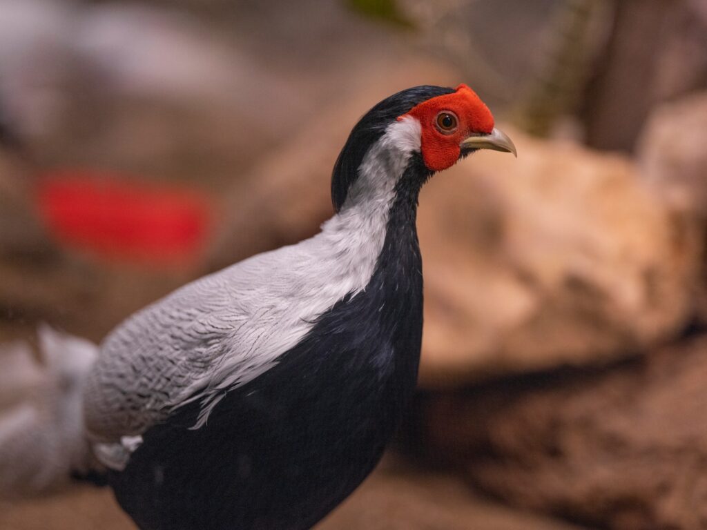 A close up of a bird on a rock