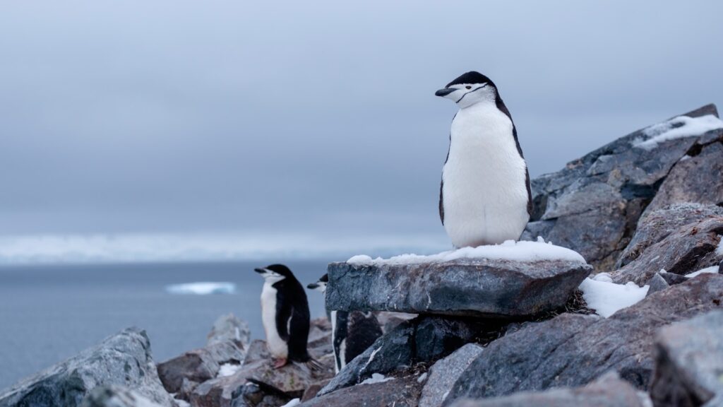 white-and-black penguins on rocks