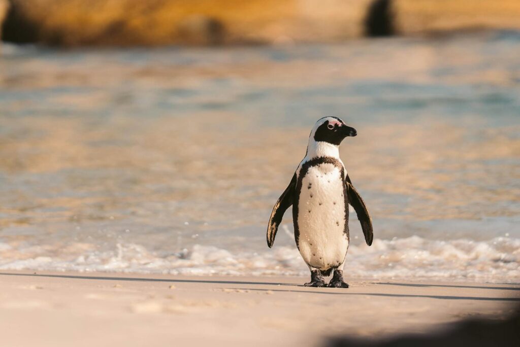 An African penguin walking on a sandy beach.