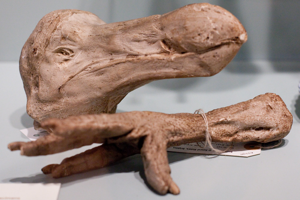 Fossilized remains of a dodo bird's head and foot are displayed on a light surface.