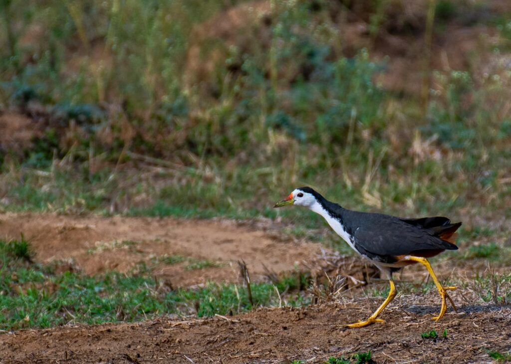 Colorful waterhen strides across natural habitat, showcasing vivid feathers in a wildlife setting.