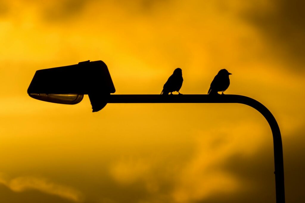 Two birds sit on a lamp post silhouetted against a vibrant orange sunset sky.