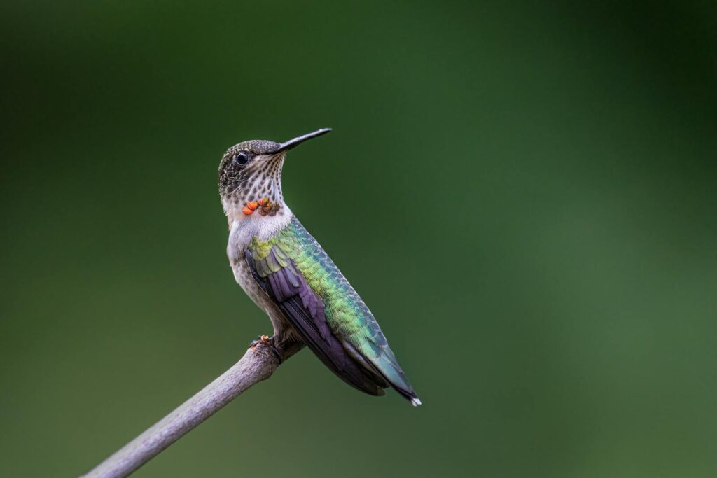 A vibrant hummingbird perched on a branch against a blurred green background.