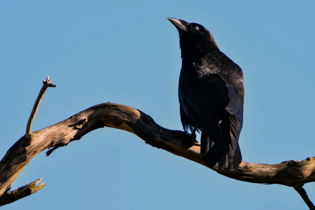 A majestic black raven perched on a tree branch against a blue sky.