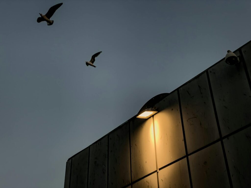 A seagulls soar bird above a lit urban wall at twilight.