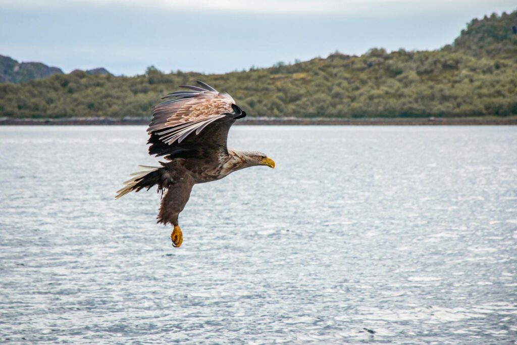 A majestic White-tailed Eagle soars above the water.