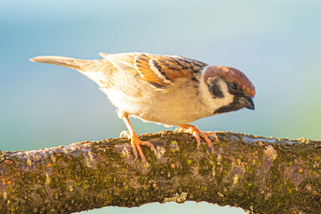 Eurasian tree sparrow perched on a lichen-covered branch.