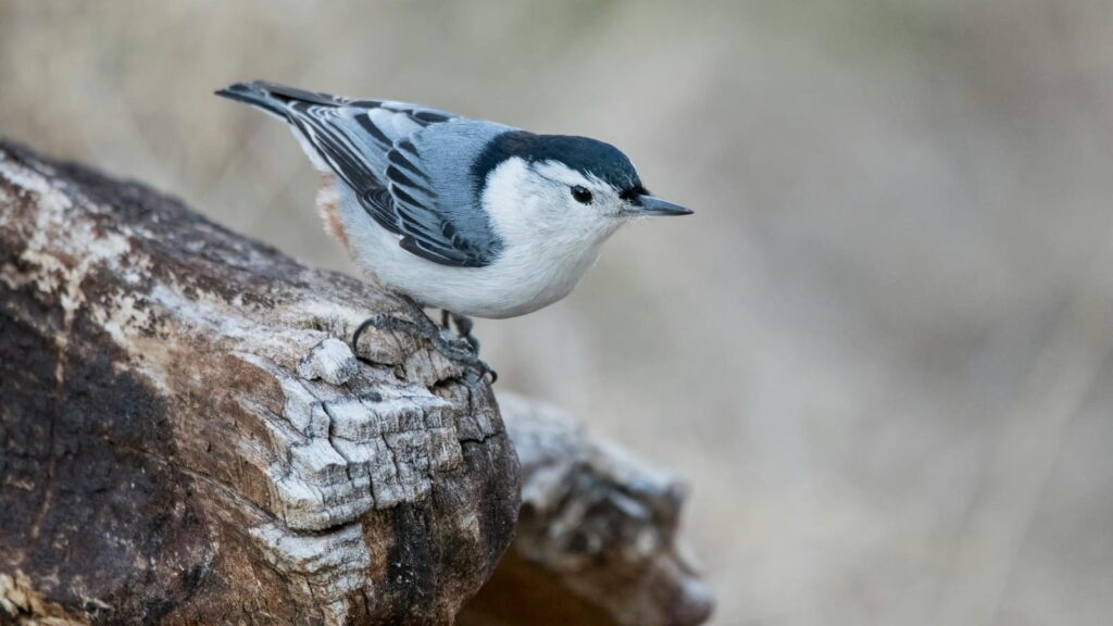 Nuthatch perched on a log