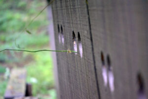 Several entrance holes to a bee nest are visible in weathered wooden planks.