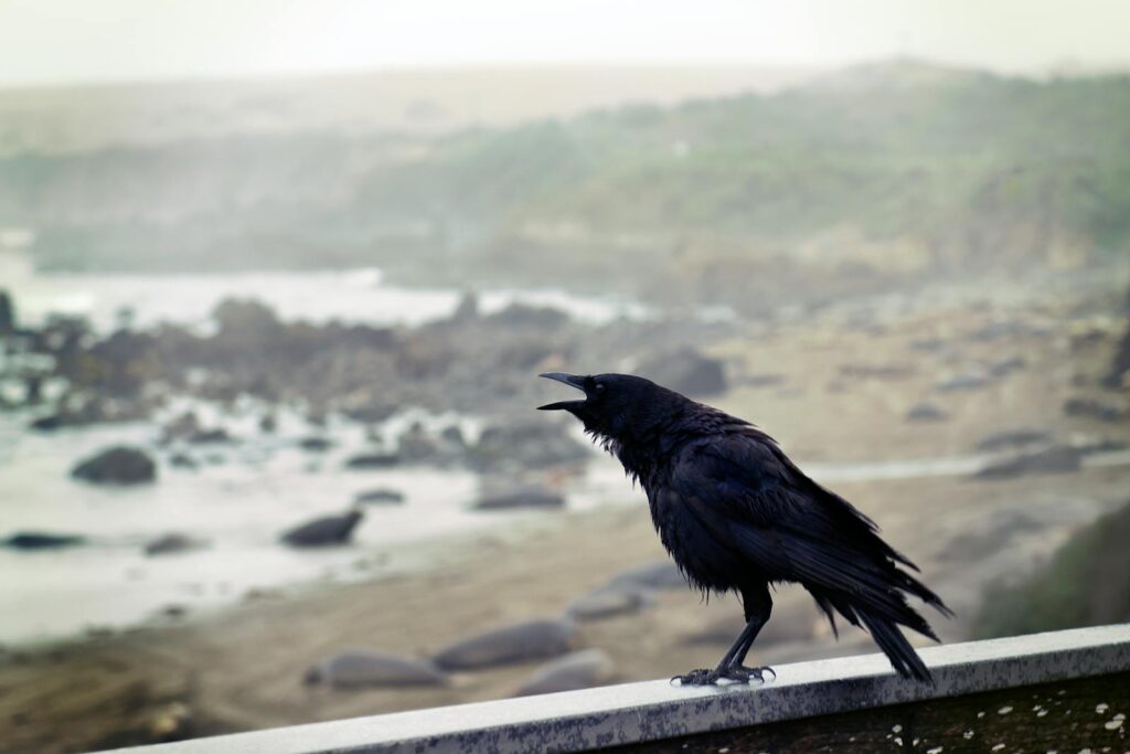 A solitary black crow perched on a coastal rock with a misty landscape in the background.