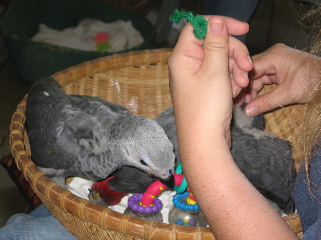 Two grey parrots with red tails play with toys in a basket held by a person.