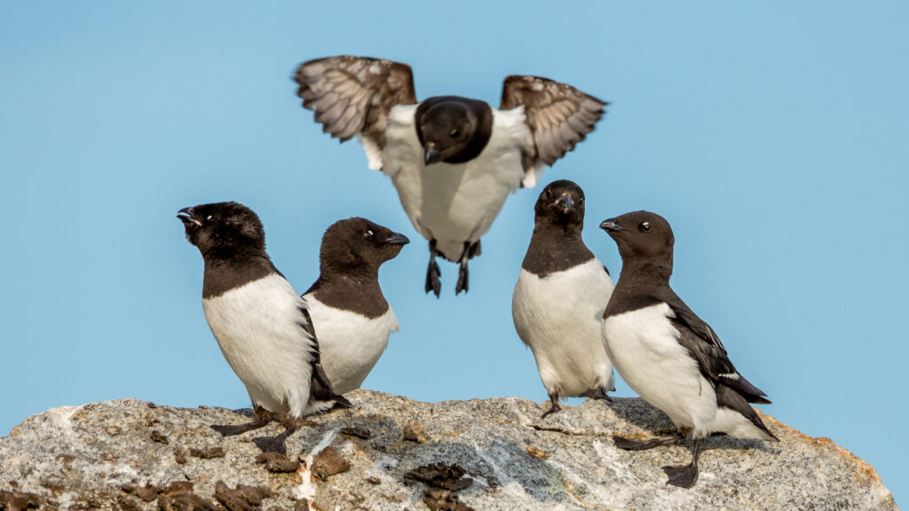 Five Little Auks gather on a rocky surface, one in flight.