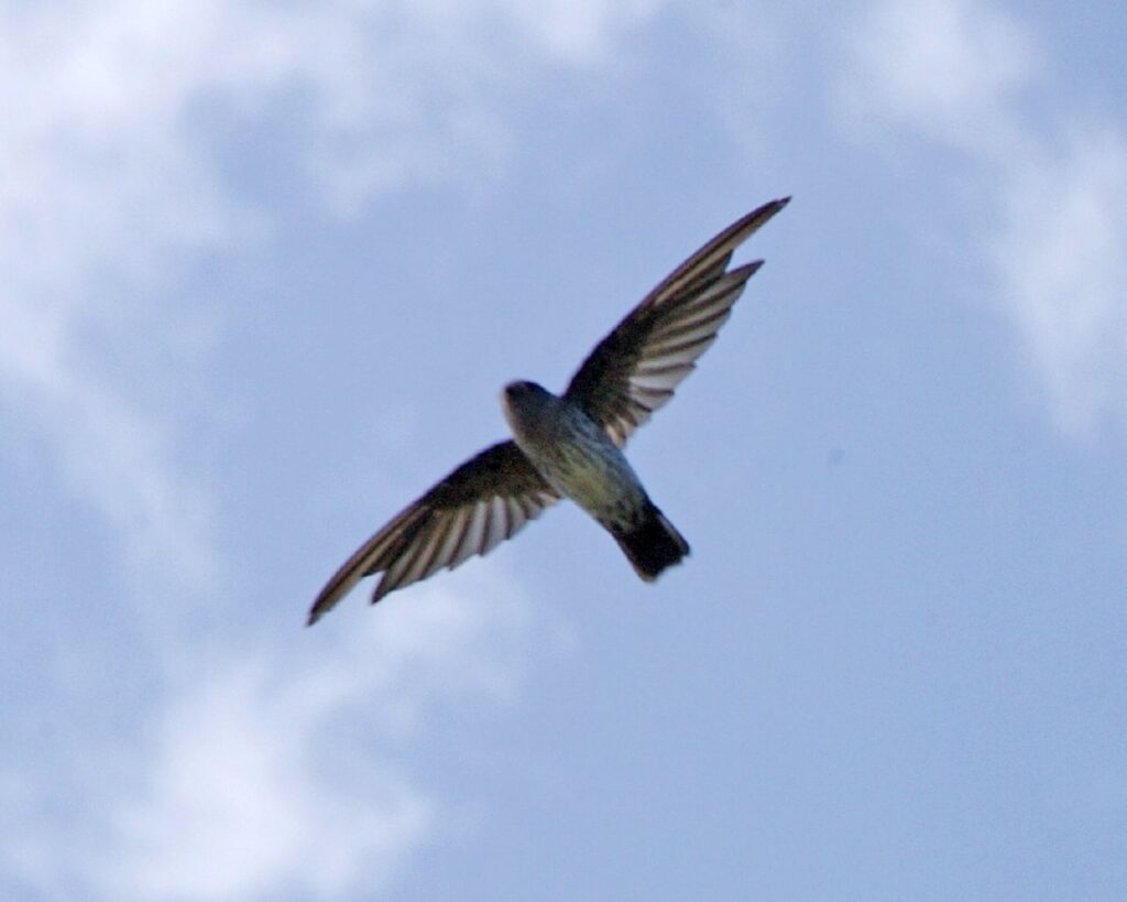 A swiftlet soars through a light blue sky with its wings spread wide.