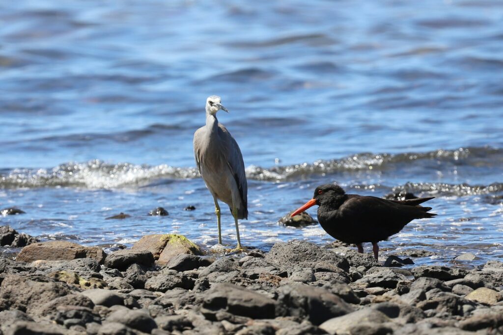 A white-faced heron stands near a black oystercatcher on a rocky shore by the water.