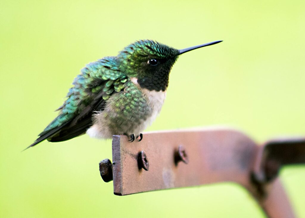 A green hummingbird perched, showcasing its vibrant plumage.